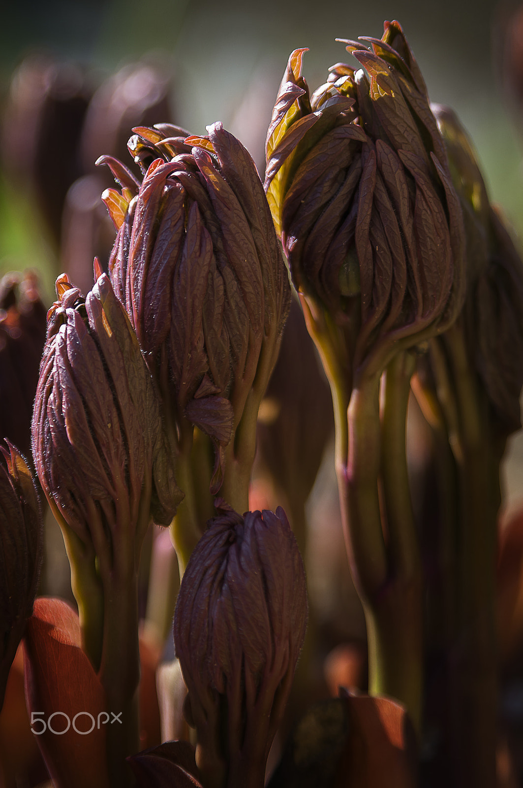 Nikon D300S + Sigma 28-105mm F2.8-4 Aspherical sample photo. Young leaves of peony photography