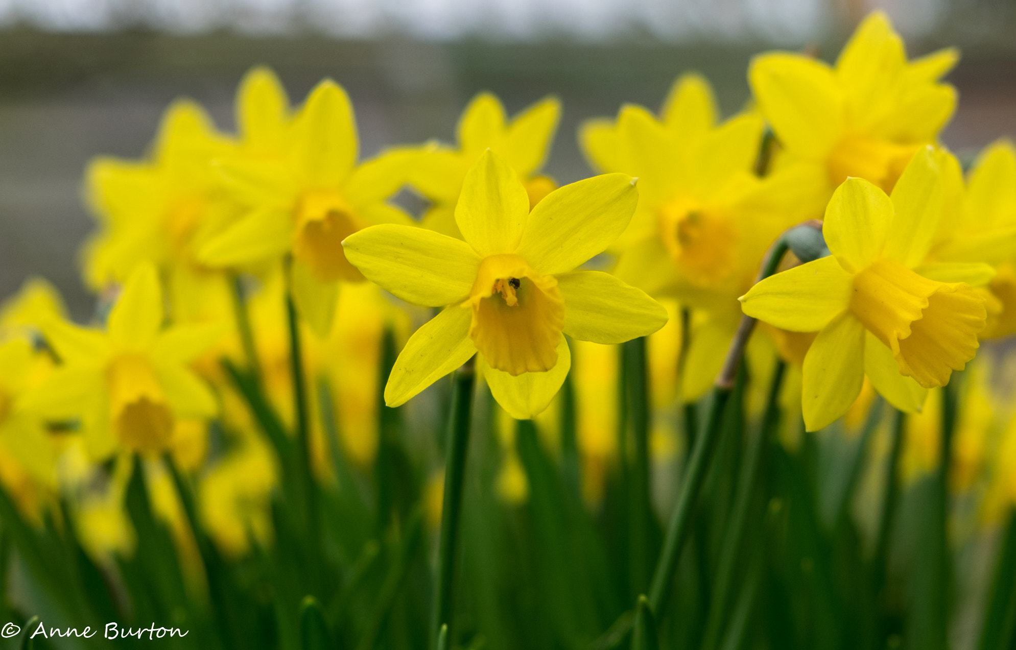 Fujifilm XF 18-55mm F2.8-4 R LM OIS sample photo. Daffodils photography