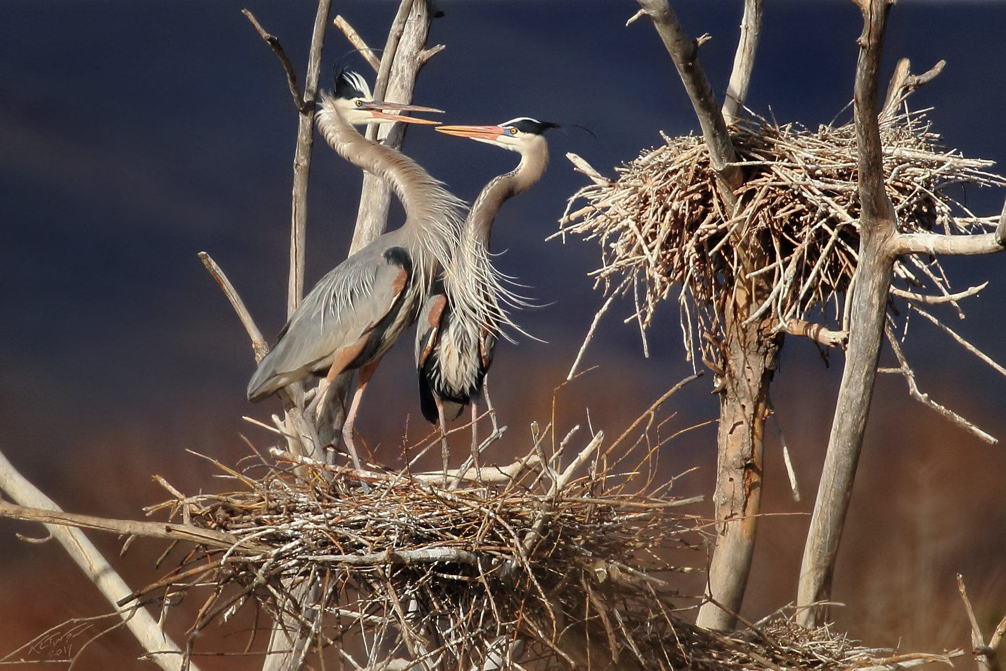 Canon EOS 100D (EOS Rebel SL1 / EOS Kiss X7) sample photo. Bonding herons photography