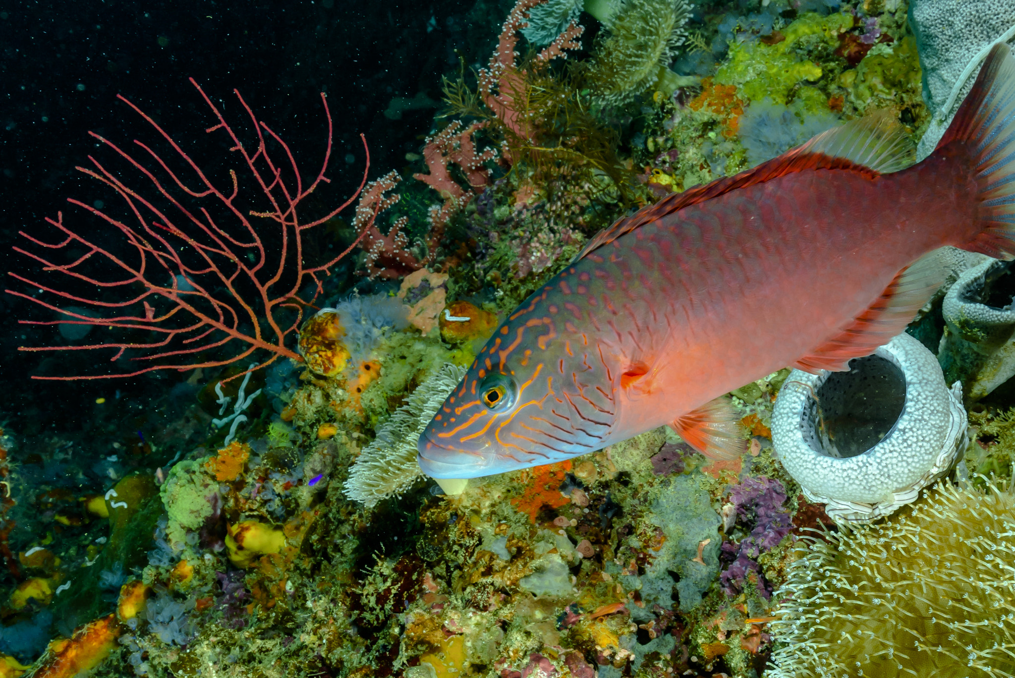 Nikon AF-S Nikkor 18-35mm F3.5-4.5G ED sample photo. Sea fan tattoo photography