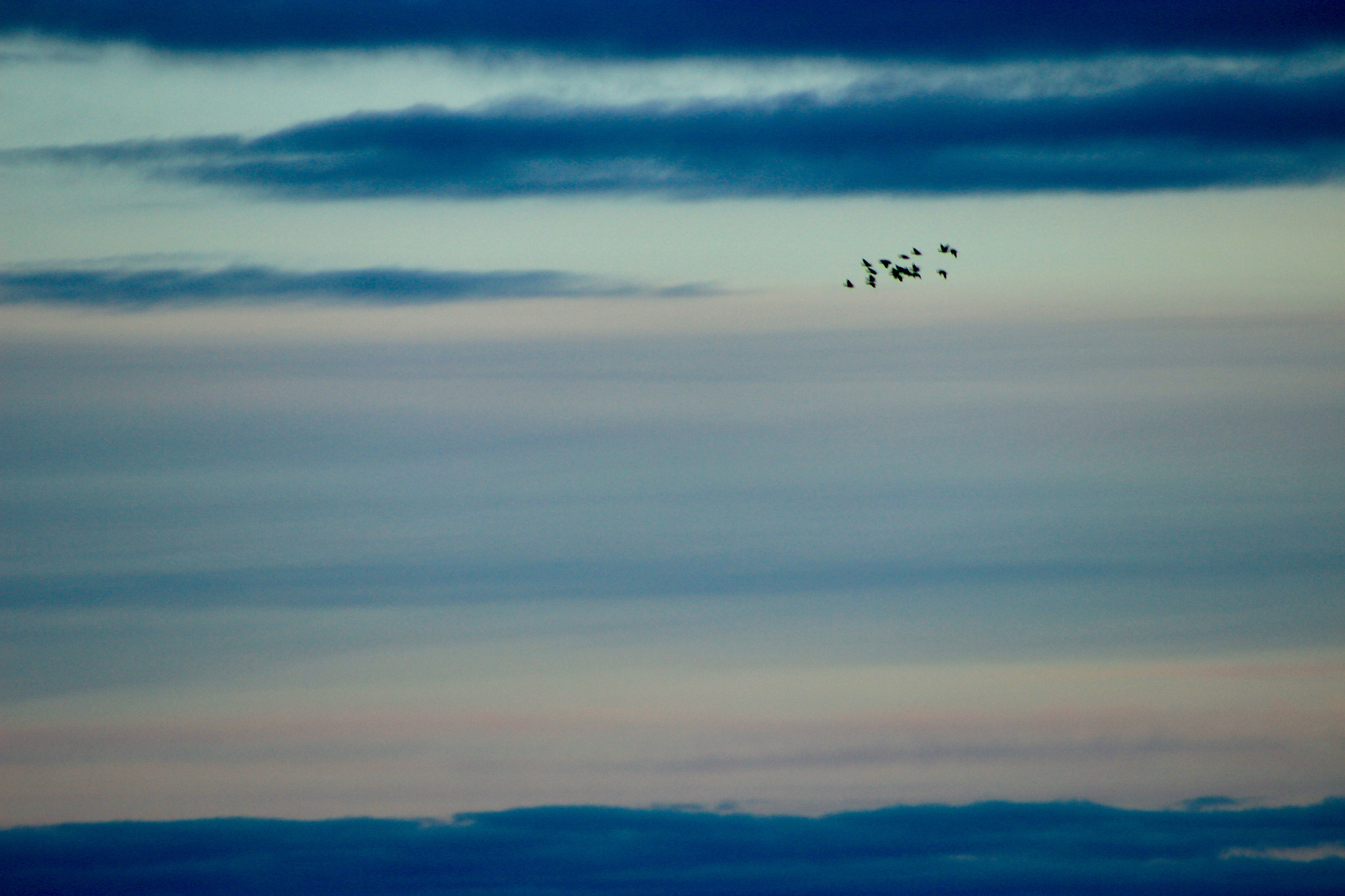 Canon EOS 600D (Rebel EOS T3i / EOS Kiss X5) + EF75-300mm f/4-5.6 sample photo. Birds and clouds. photography