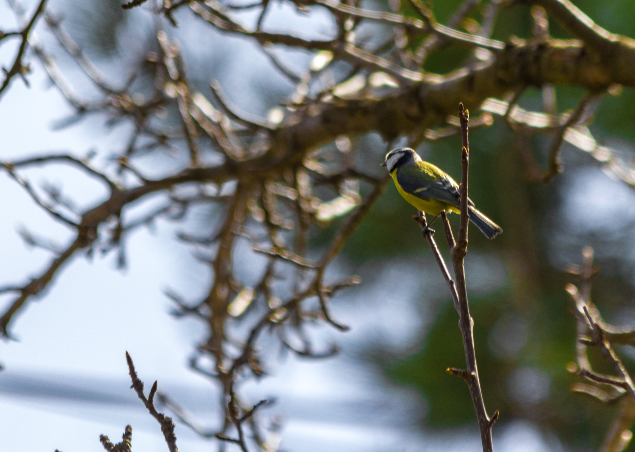 Canon EF 70-300mm F4-5.6 IS USM sample photo. Bird photography
