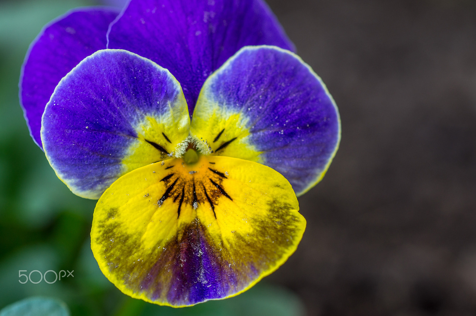 Sony SLT-A55 (SLT-A55V) + MACRO 50mm F2.8 sample photo. Flower photography