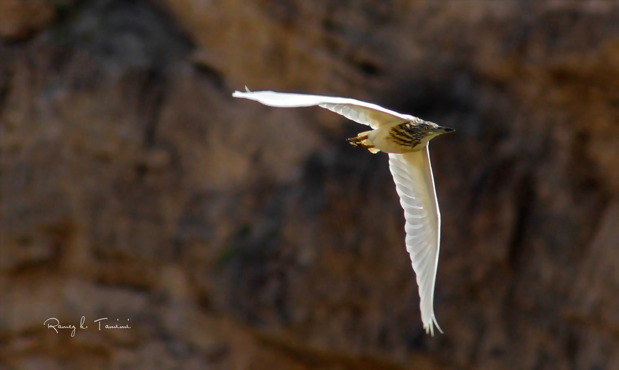 Canon EOS 600D (Rebel EOS T3i / EOS Kiss X5) + EF75-300mm f/4-5.6 sample photo.  squacco heron photography