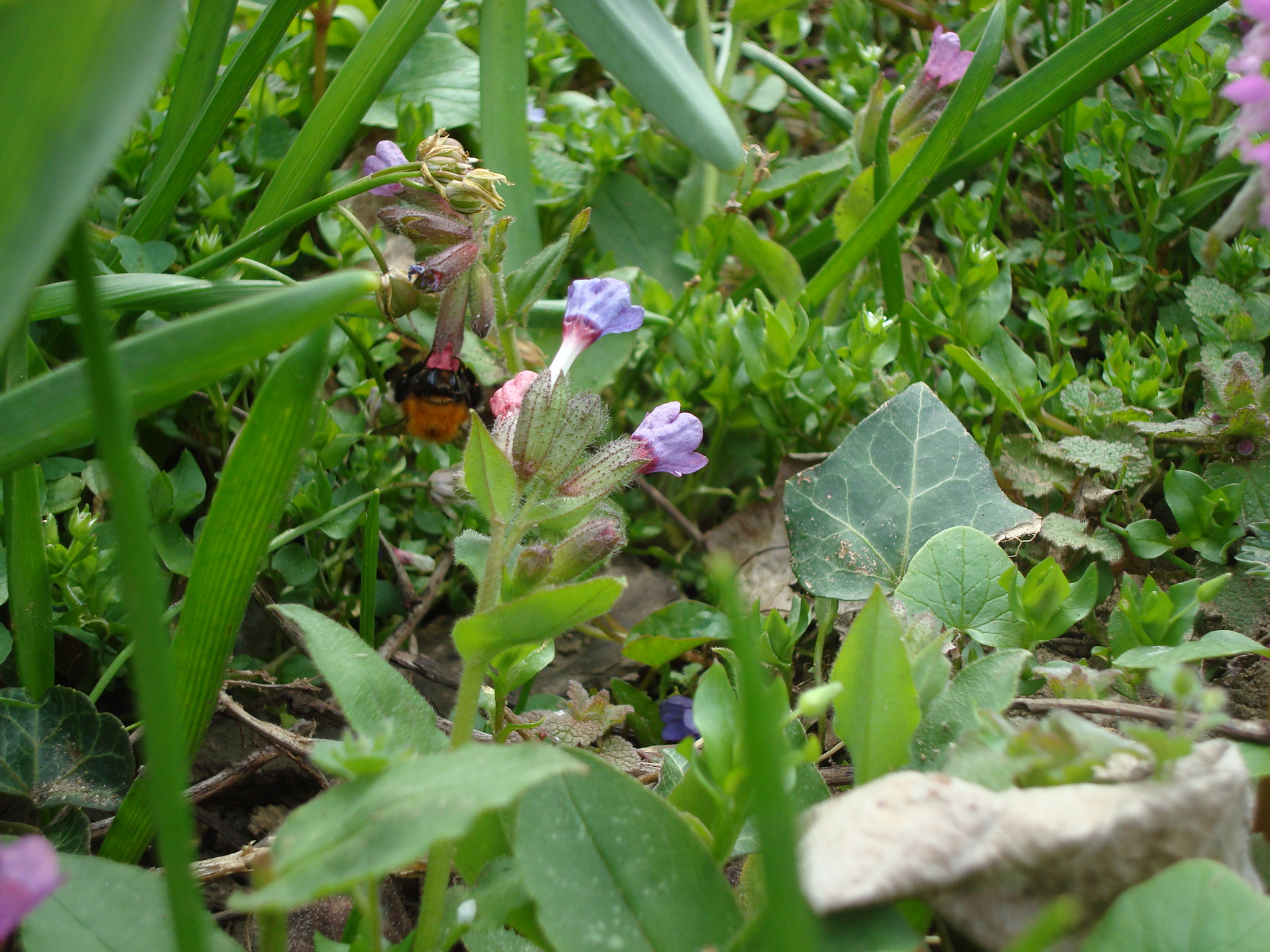 Sony DSC-W80 sample photo. Dsc photography