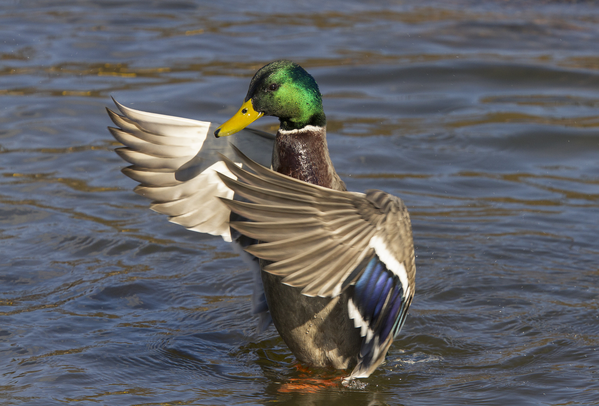 Canon EF 70-200mm F2.8L IS USM sample photo. Mallard photography
