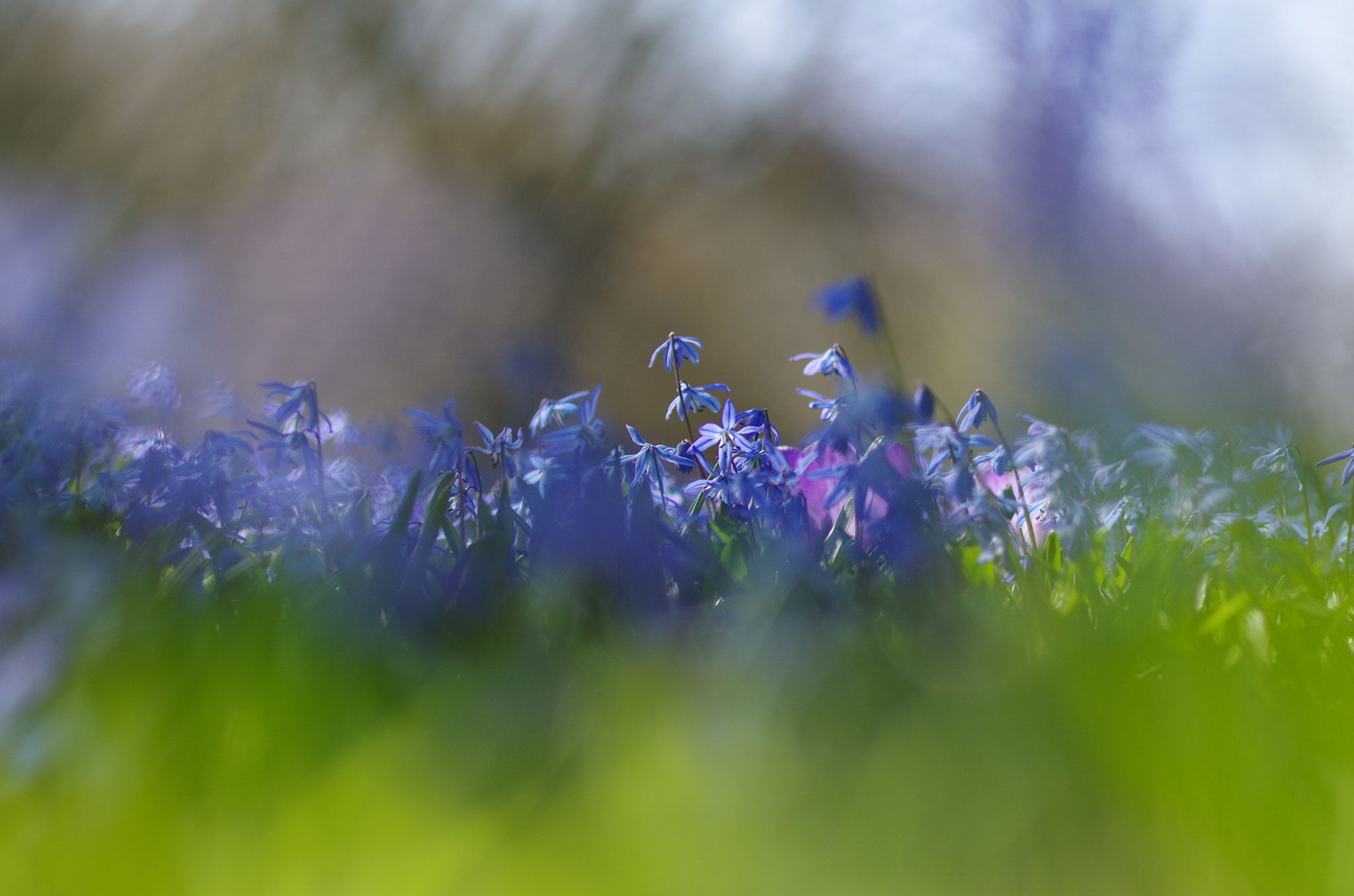 Pentax smc FA 77mm 1.8 Limited sample photo. Spring photography