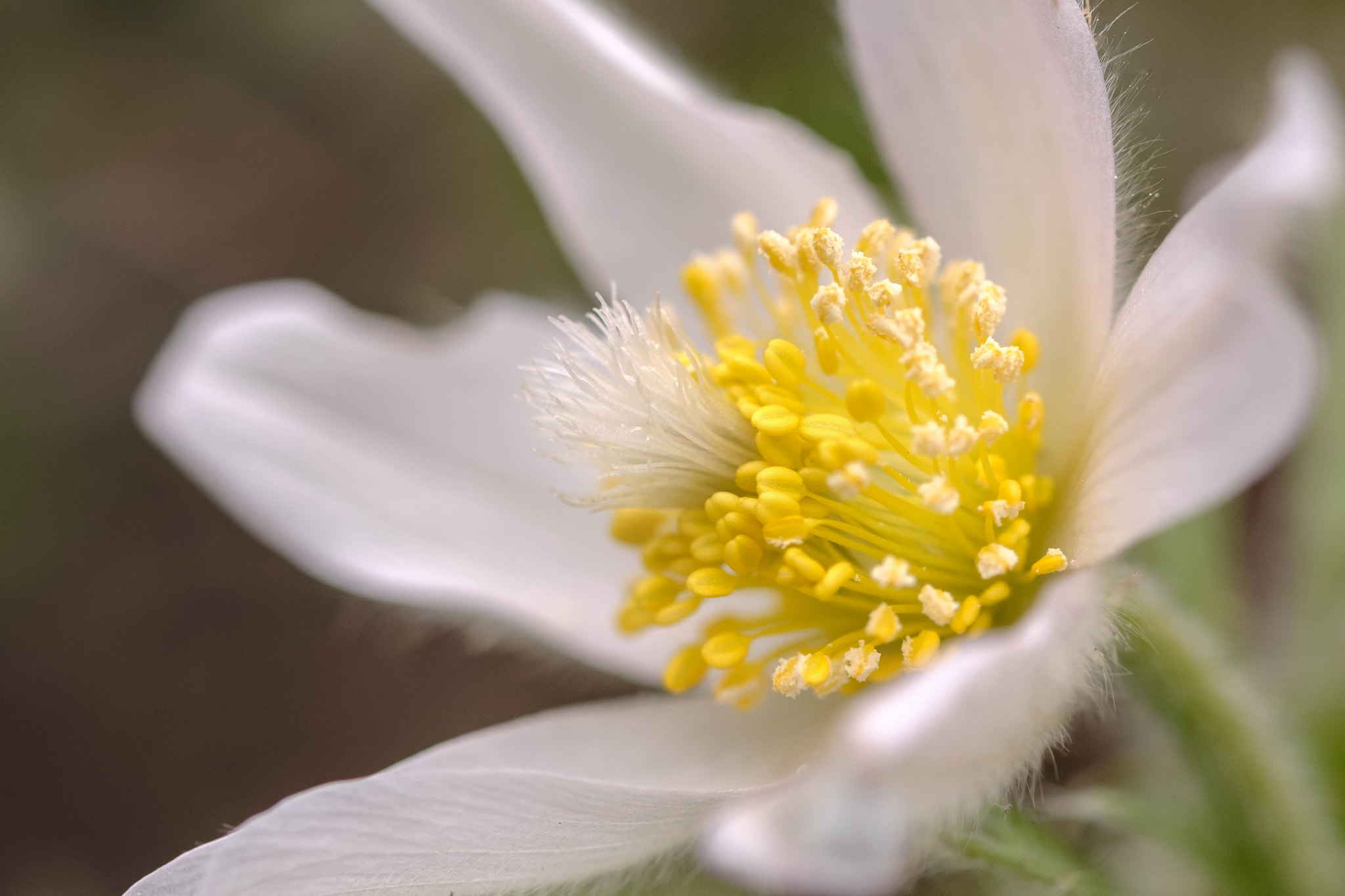 Fujifilm X-Pro2 + Fujifilm XF 60mm F2.4 R Macro sample photo. Début de printemps photography