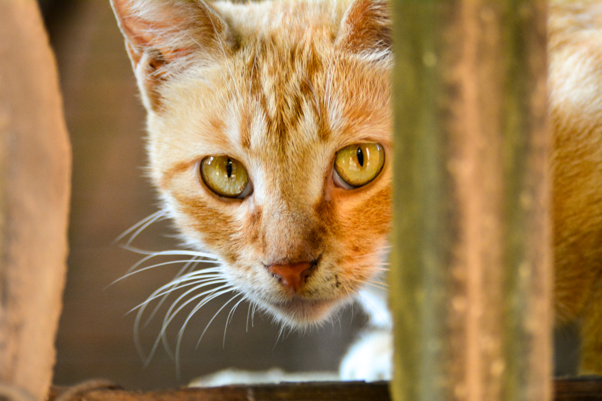 AF Zoom-Nikkor 28-105mm f/3.5-4.5D IF sample photo. 凝神视 photography
