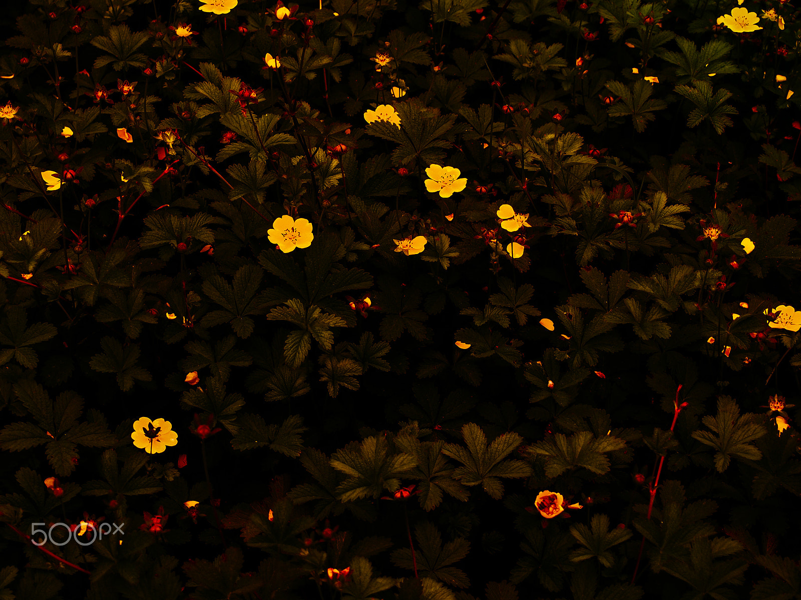 Olympus PEN E-PM2 + Olympus M.Zuiko Digital 14-42mm F3.5-5.6 II R sample photo. Flowers in darkness photography