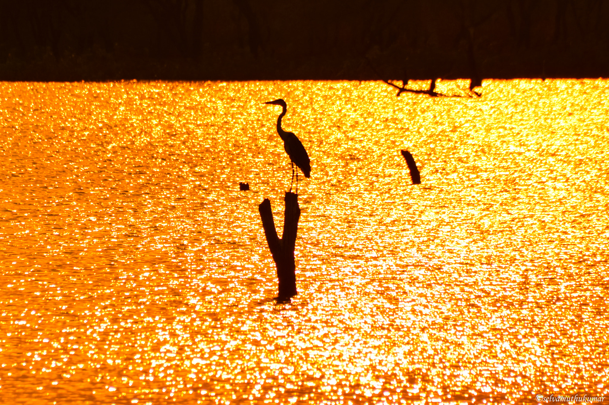 Sigma 18-250mm F3.5-6.3 DC Macro OS HSM sample photo. Great blue heron - silhouettes photography
