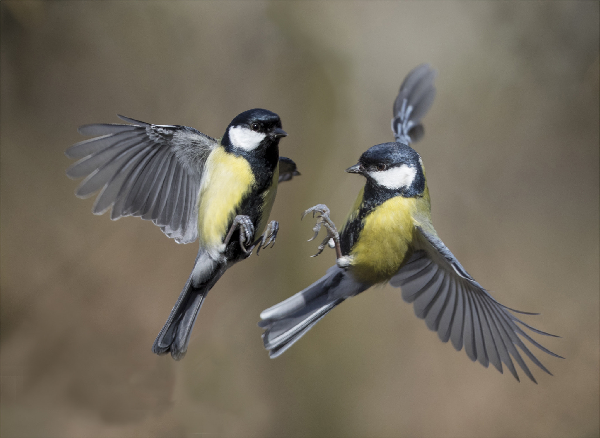 Canon EF 400mm F2.8L IS USM sample photo. Tits fighting photography