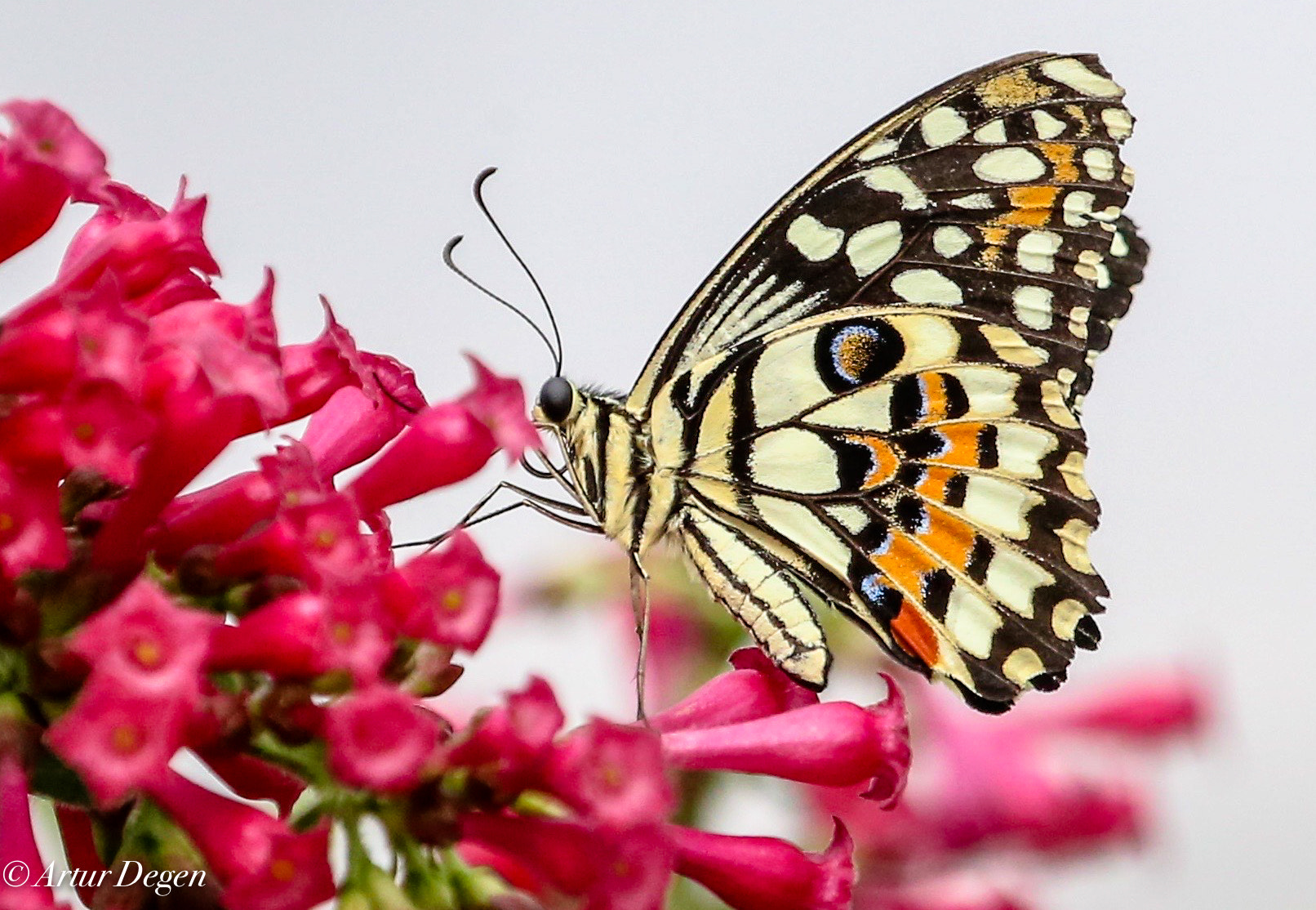 Canon EF 100-400mm F4.5-5.6L IS USM sample photo. Tanz der schmetterlinge photography