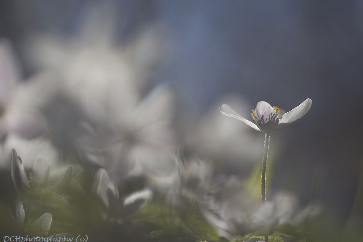 Canon EF 100mm F2.8L Macro IS USM sample photo. Soft white photography