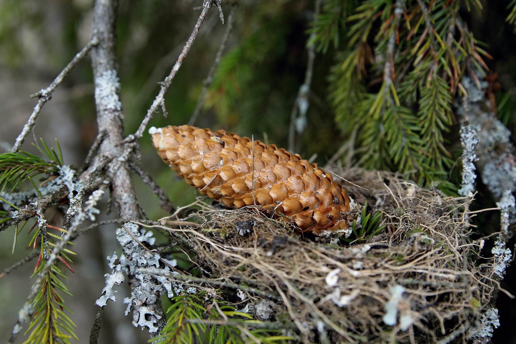 Canon EF 24-70mm F2.8L II USM sample photo. Cone - spruce son photography