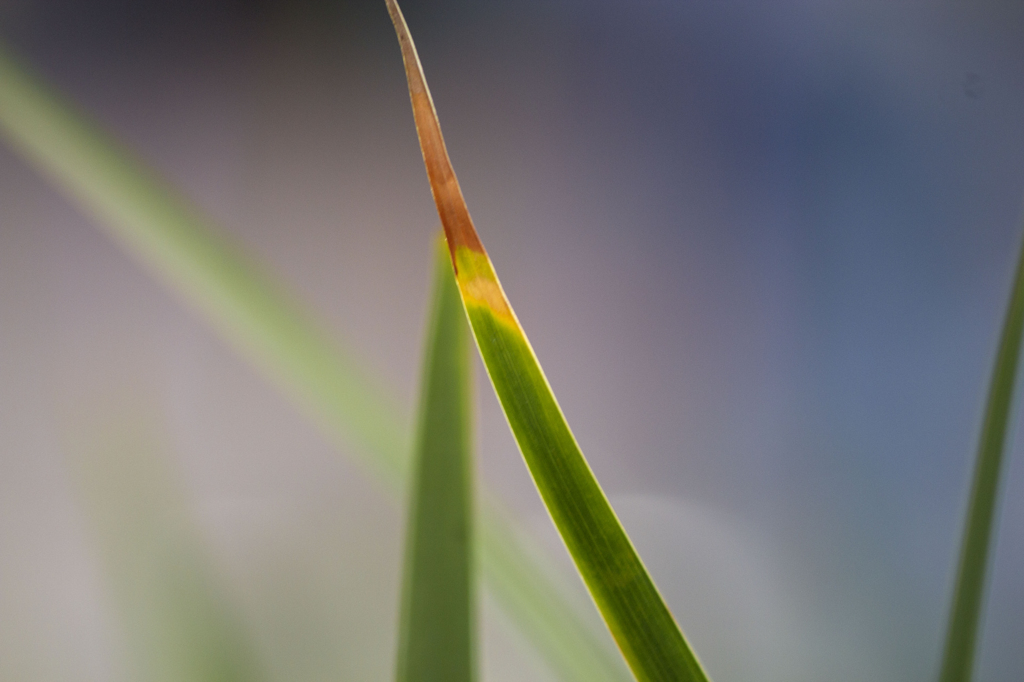 Canon EF 70-300mm F4-5.6 IS USM sample photo. Img photography