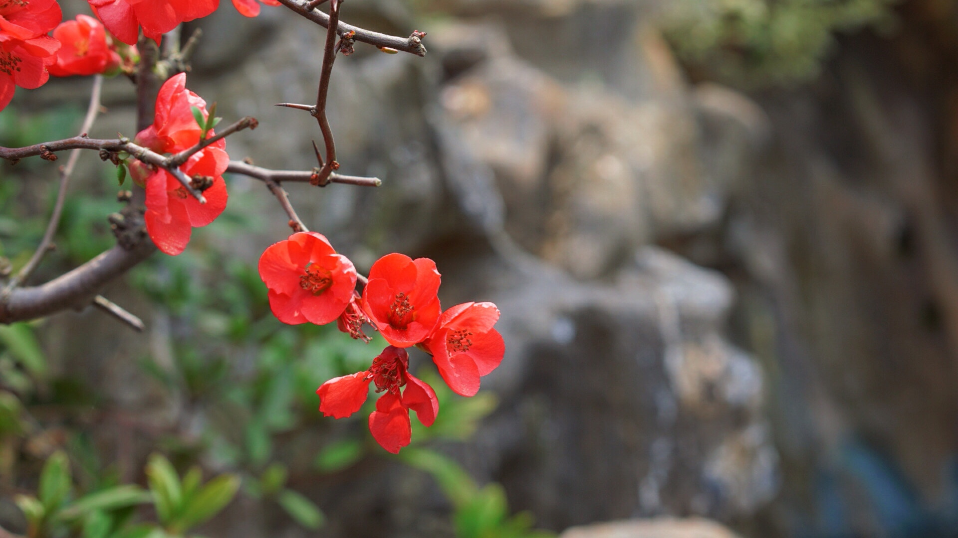 Sony E 50mm F1.8 OSS sample photo. Spring flowers photography