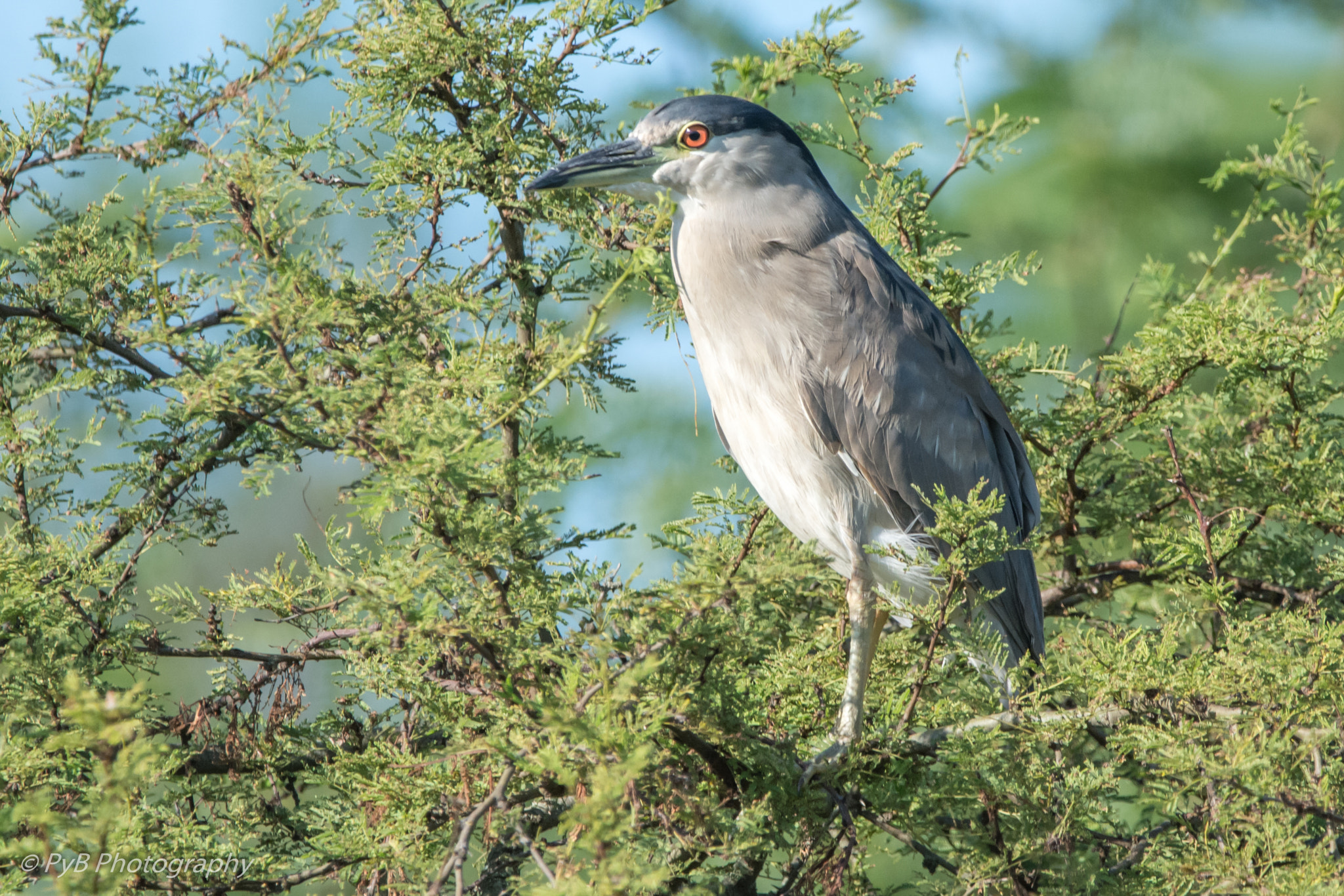 Sigma 150-600mm F5-6.3 DG OS HSM | C sample photo. Garza bruja photography