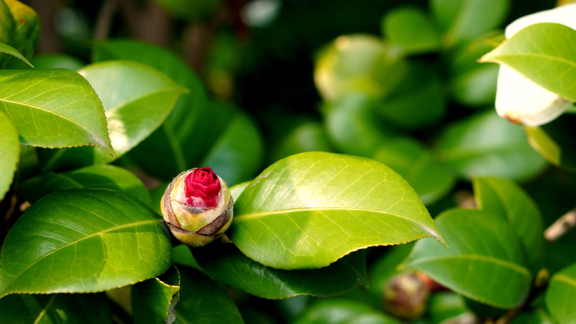 Sony E 50mm F1.8 OSS sample photo. Spring flowers photography