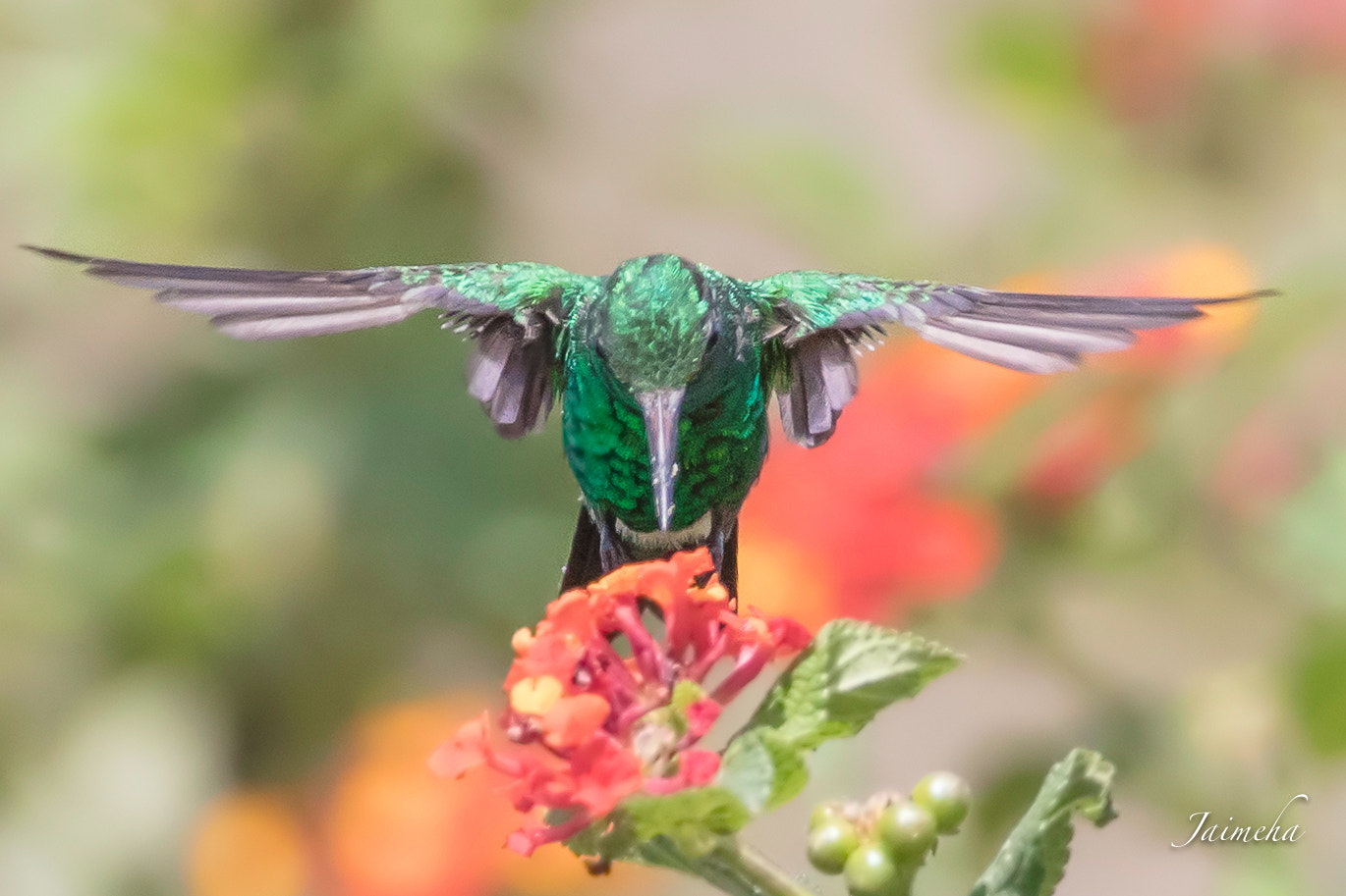 Canon EOS 5D Mark IV sample photo. Rufous-tailed hummingbird photography