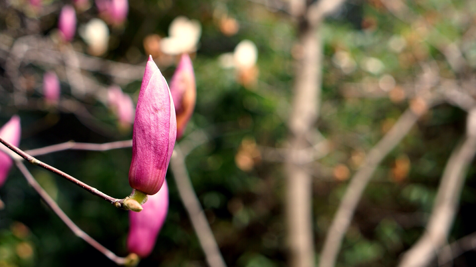 Sony E 50mm F1.8 OSS sample photo. Spring flowers photography