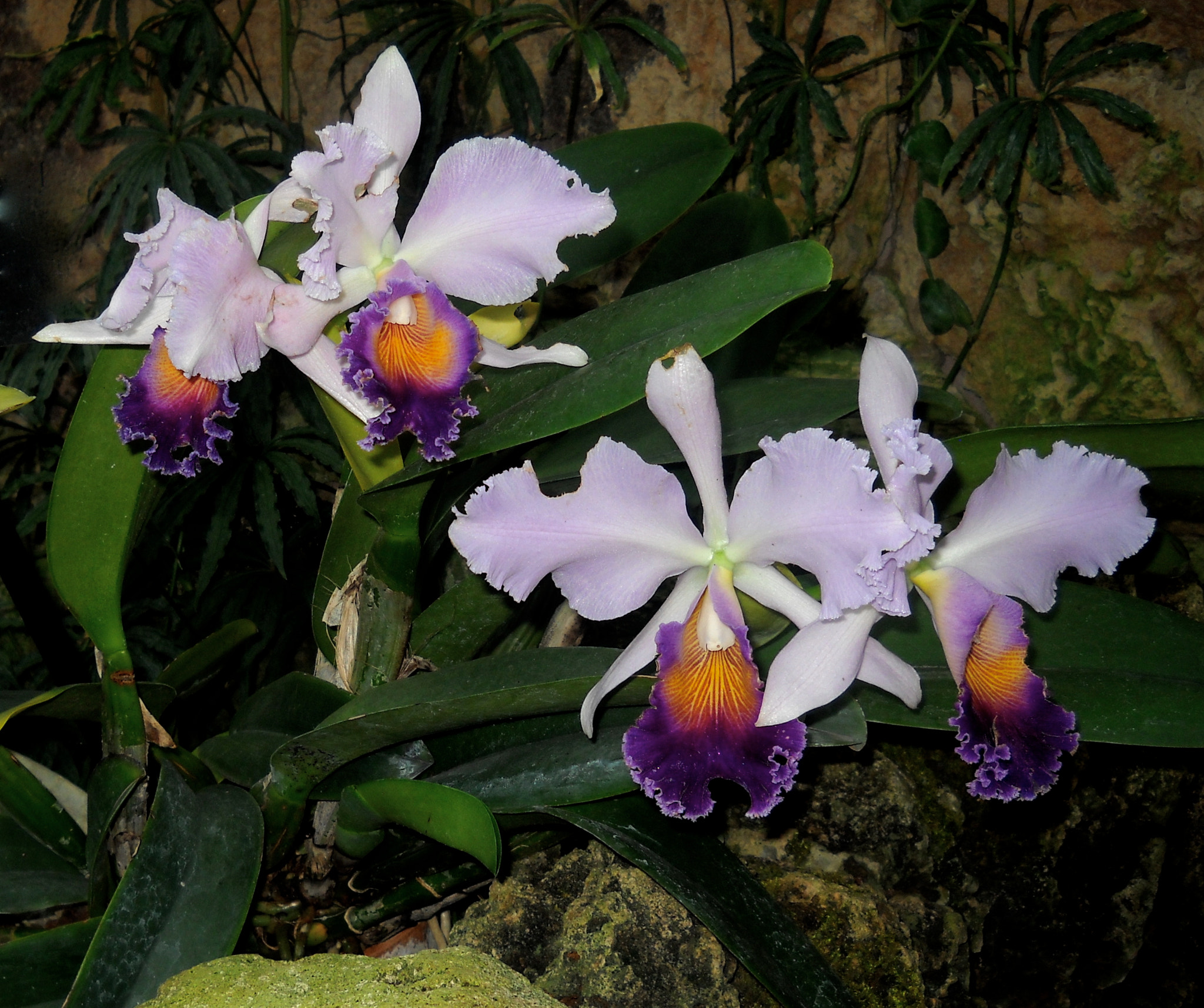 Nikon Coolpix L20 sample photo. Orchid / laeliocatteya photography
