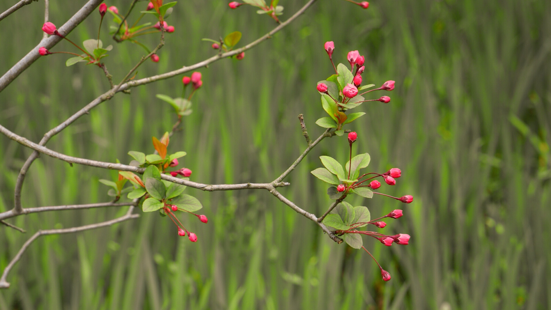 Sony E 50mm F1.8 OSS sample photo. Spring flowers photography