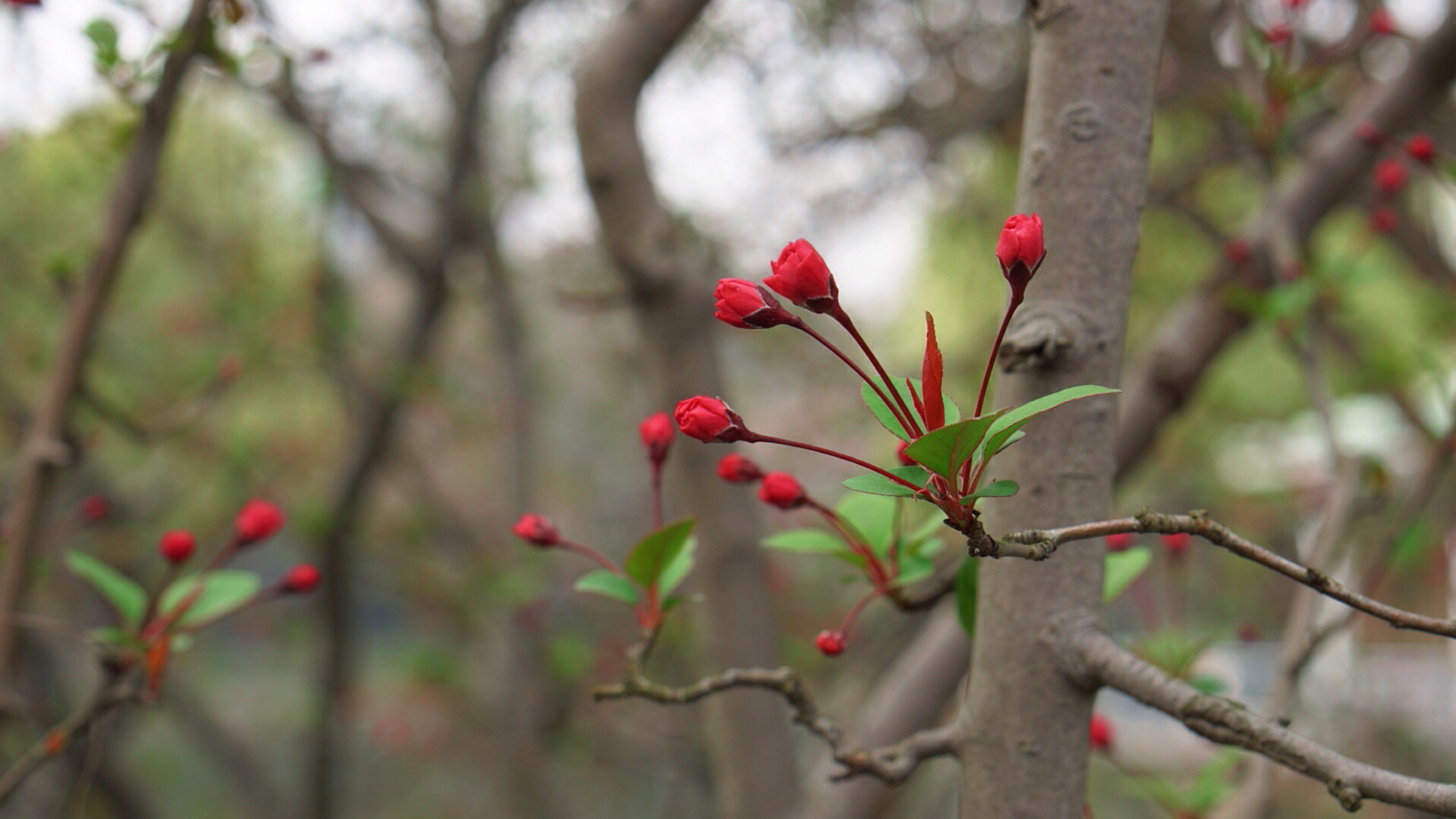 Sony E 50mm F1.8 OSS sample photo. Spring flowers photography