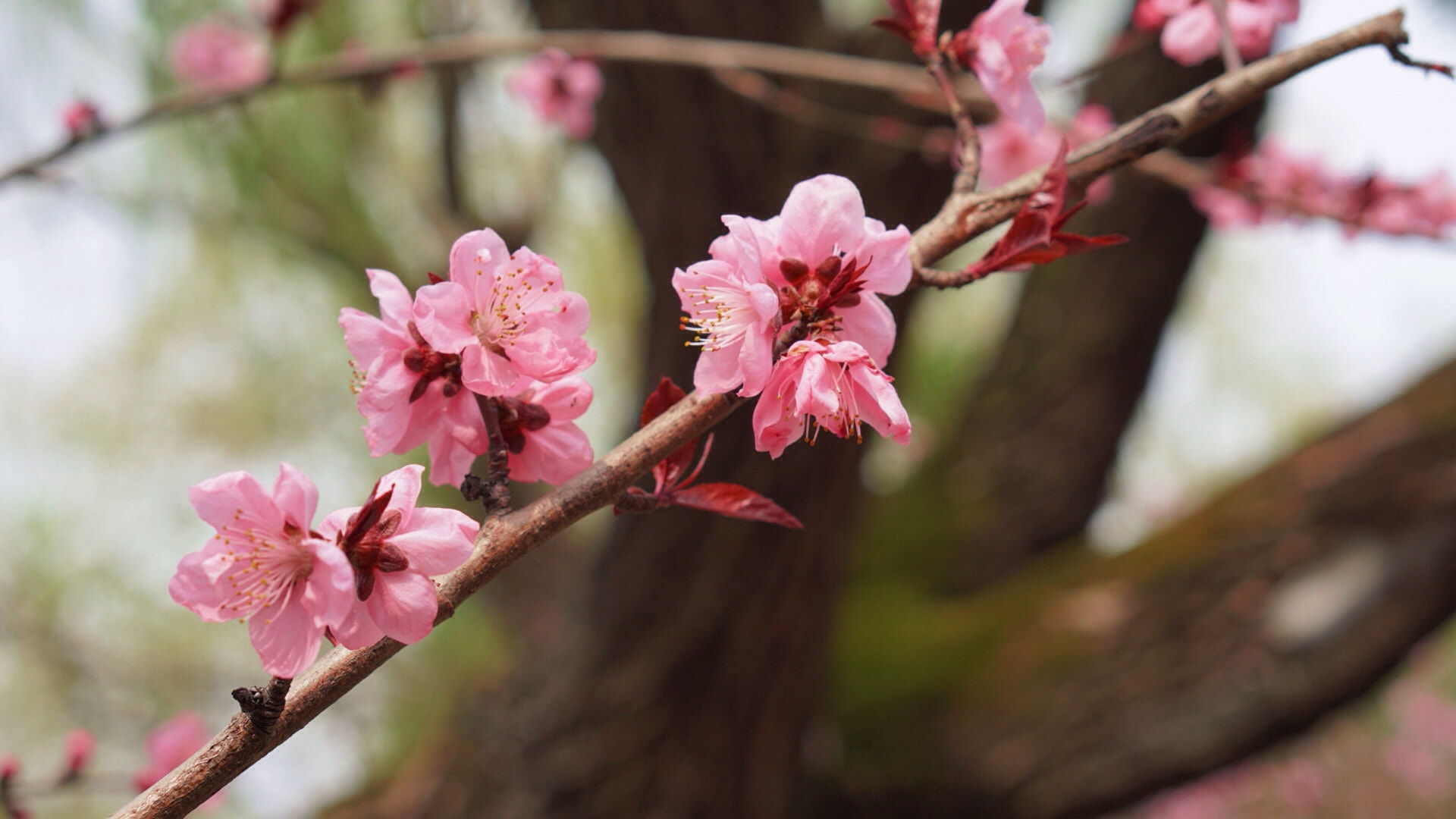 Sony E 50mm F1.8 OSS sample photo. Spring flowers photography