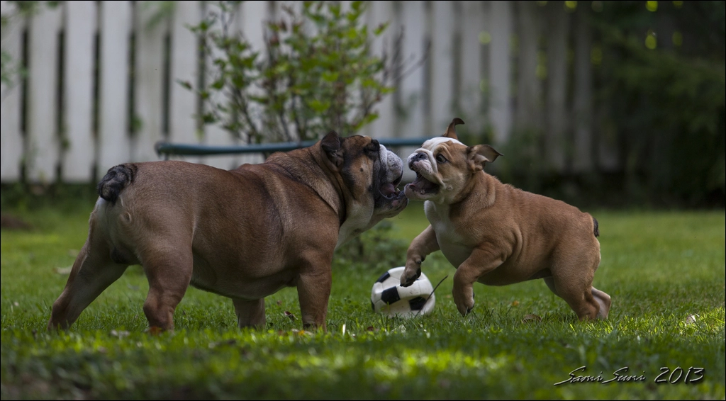 Canon EF 70-200mm F2.8L USM sample photo. Mg photography