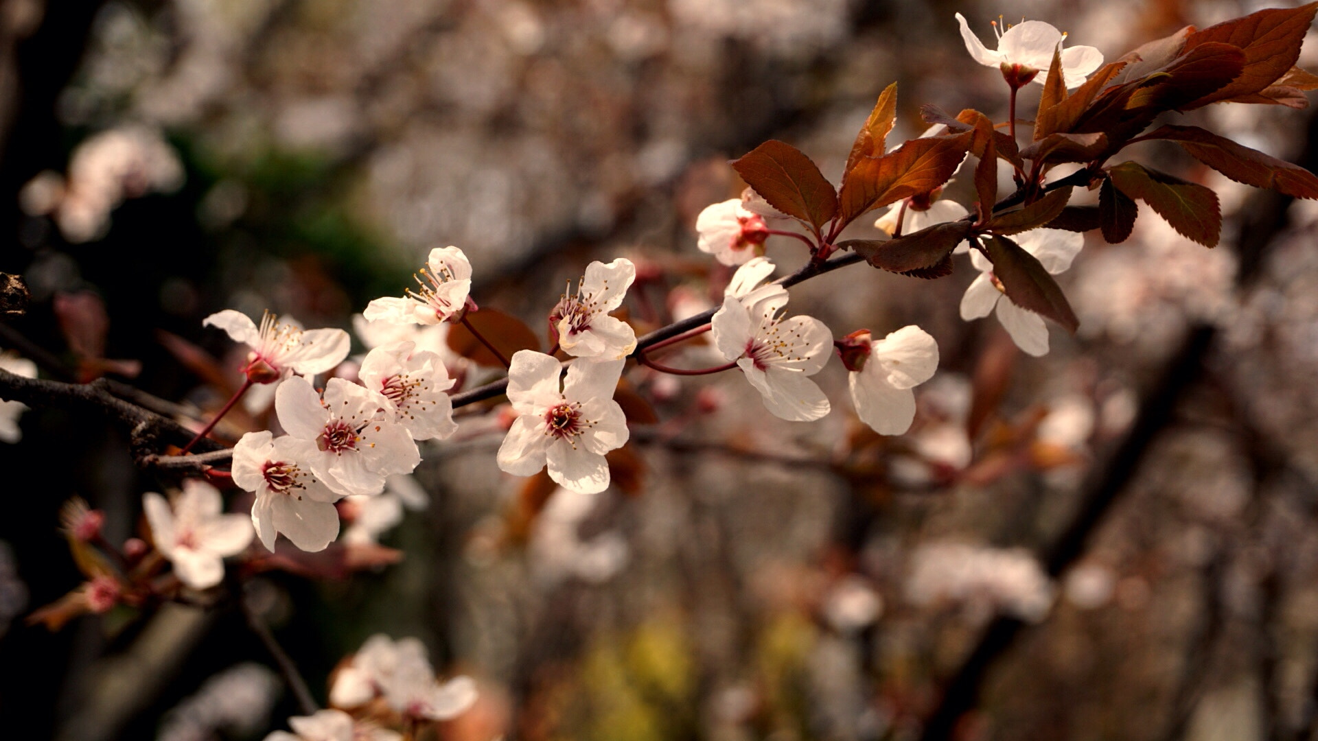 Sony a5100 + Sony E 18-50mm F4-5.6 sample photo. Spring flowers photography