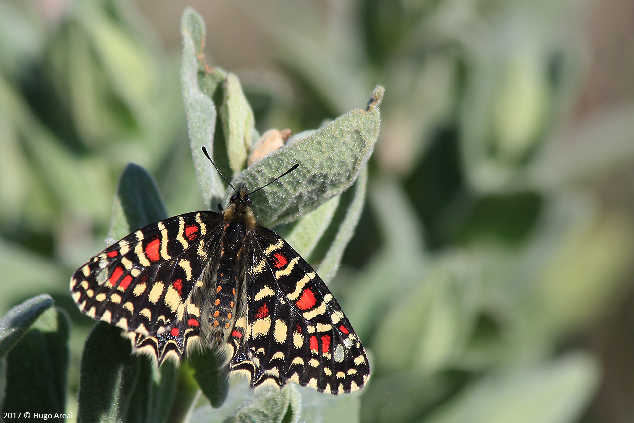 Canon EF 70-300mm F4-5.6 IS USM sample photo. Spanish festoon photography
