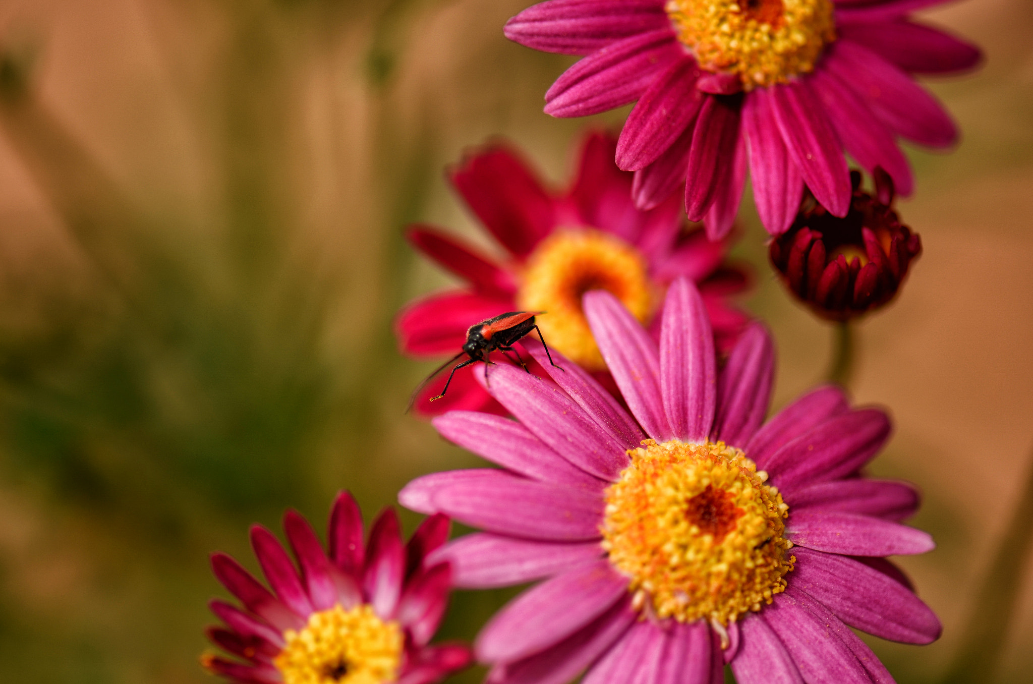 Nikon AF-S Micro-Nikkor 105mm F2.8G IF-ED VR sample photo. Living in the pink world photography