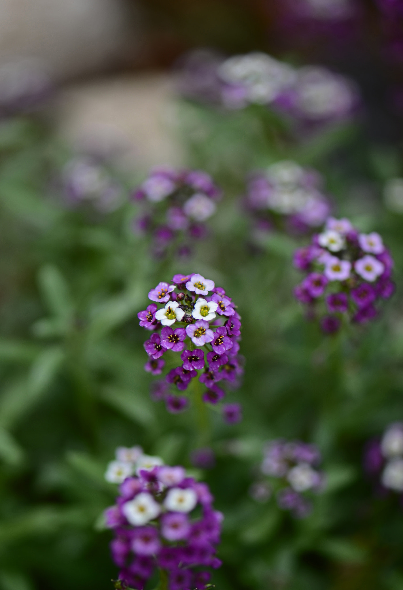 Nikon AF-S Micro-Nikkor 105mm F2.8G IF-ED VR sample photo. Tiny bunches photography