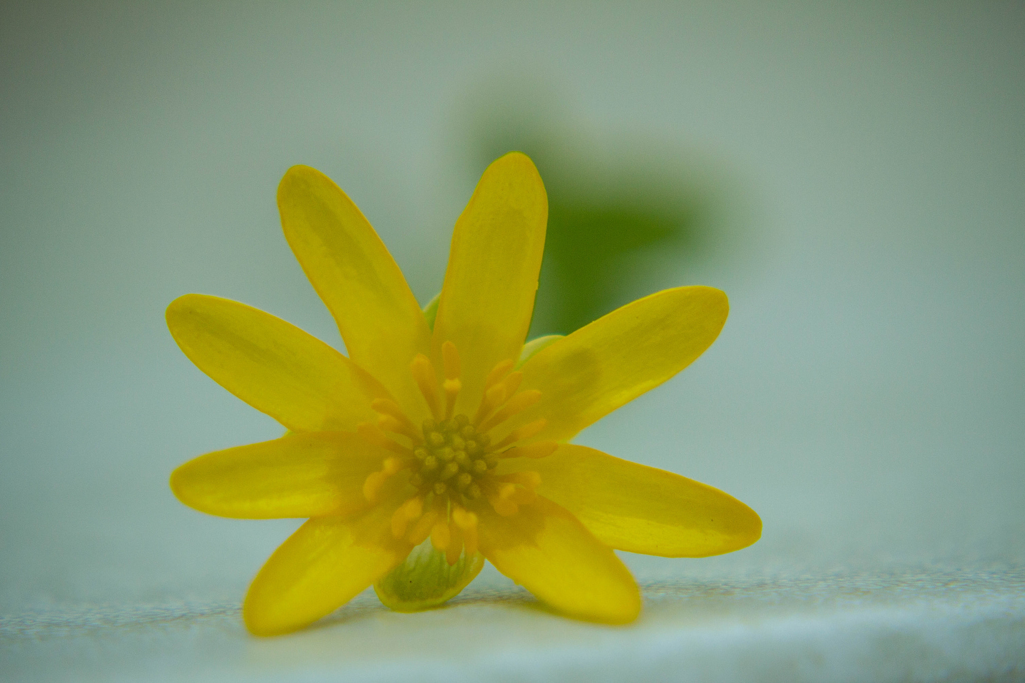 Canon EF-S 55-250mm F4-5.6 IS STM sample photo. Blume photography