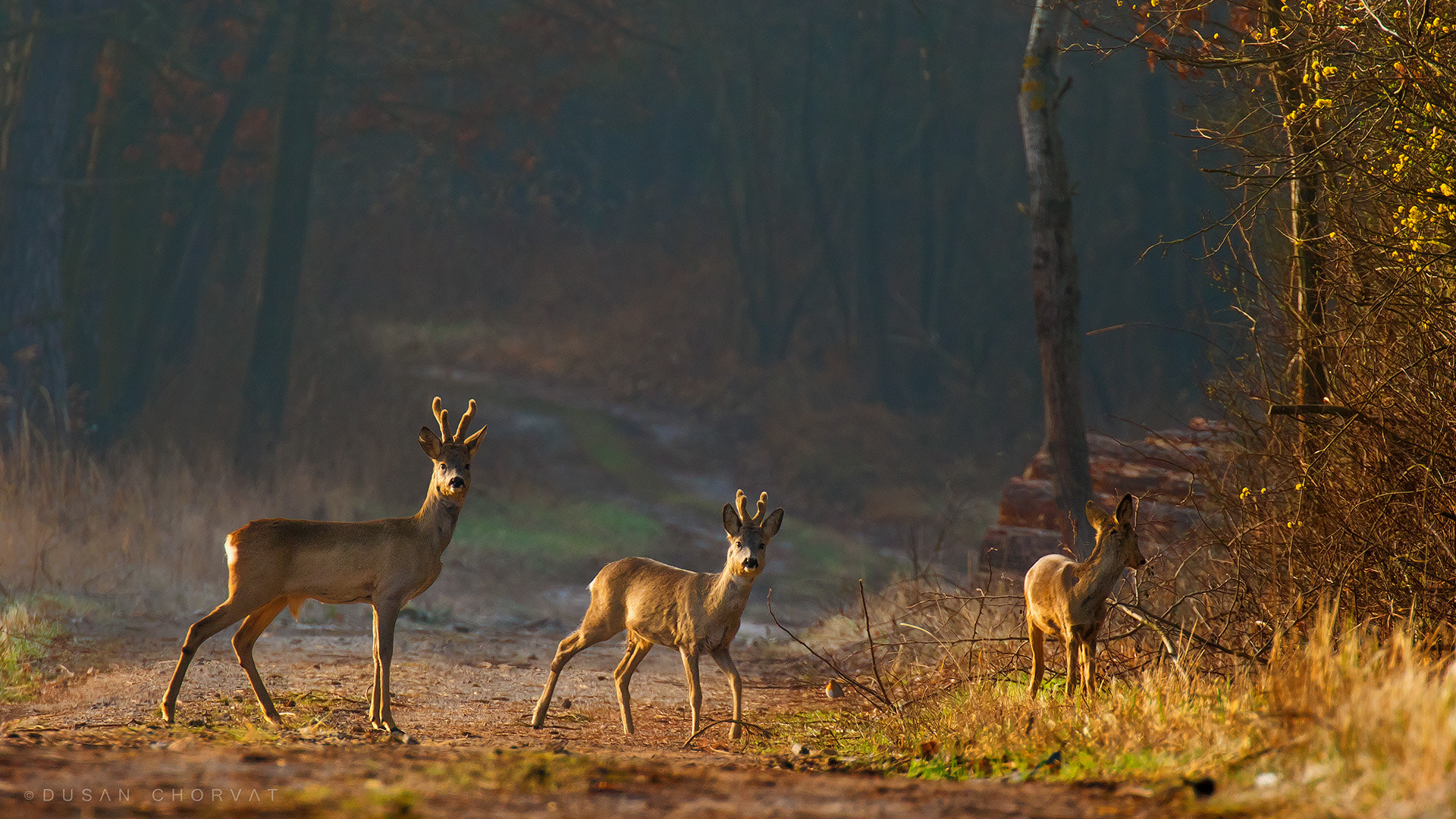 Canon EOS 7D Mark II + Canon EF 100-400mm F4.5-5.6L IS II USM sample photo. Deer family photography