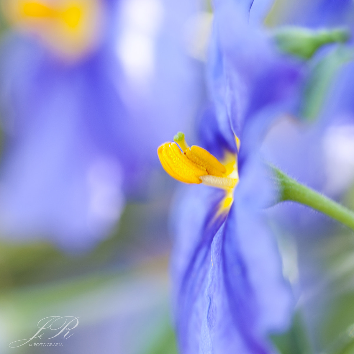 Nikon D90 sample photo. Miniaturas photography