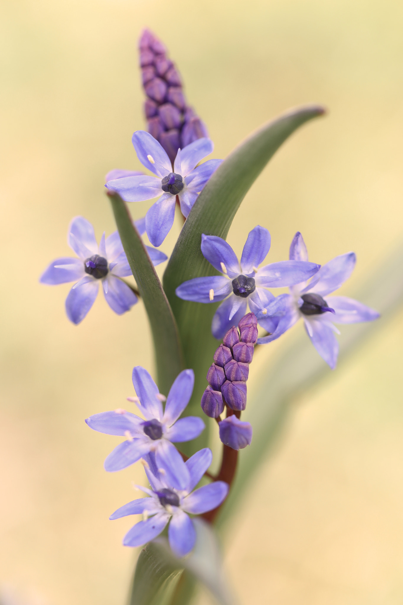Canon EF 100mm F2.8L Macro IS USM sample photo. Blue stars photography