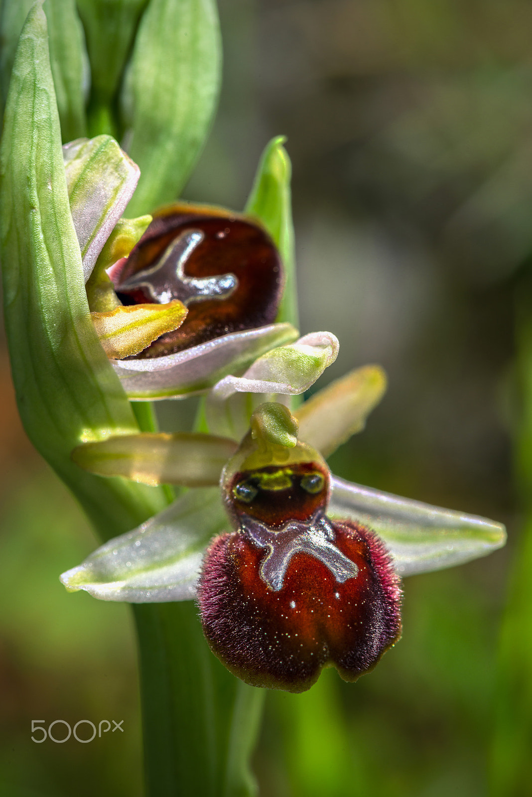 Nikon AF-S Micro-Nikkor 105mm F2.8G IF-ED VR sample photo. Ophrys exaltata photography