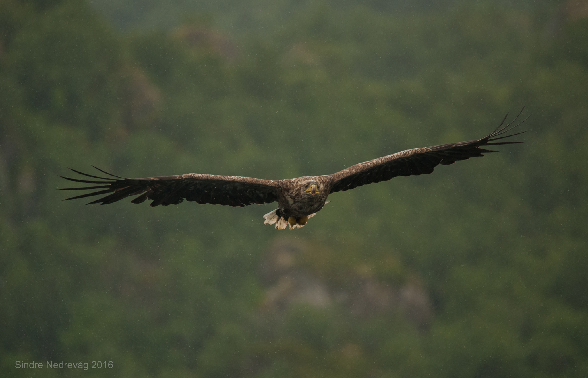 Sigma 150-500mm F5-6.3 DG OS HSM sample photo. Eagle inbound ii photography