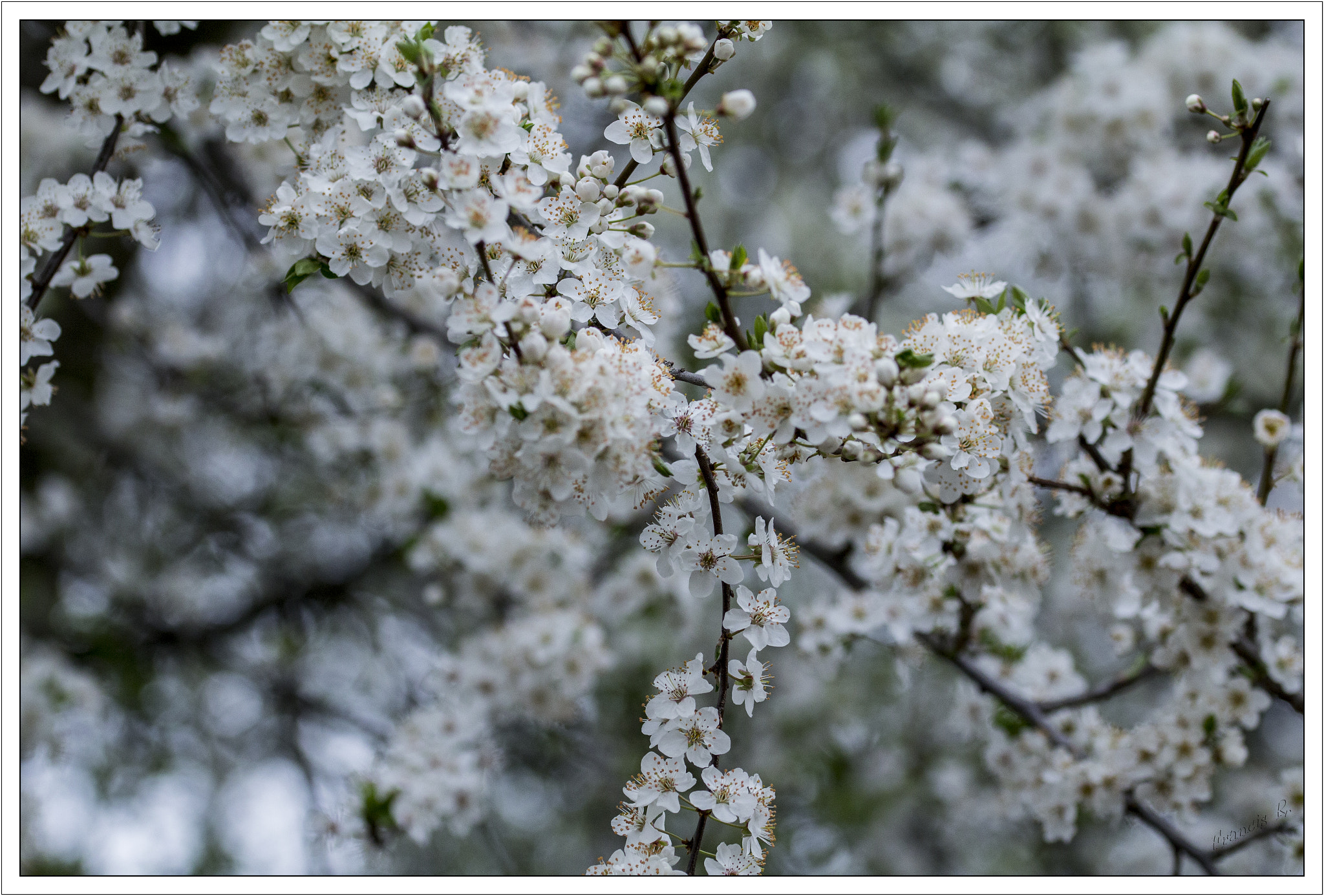 Sigma 105mm F2.8 EX DG OS HSM sample photo. Cerisier photography
