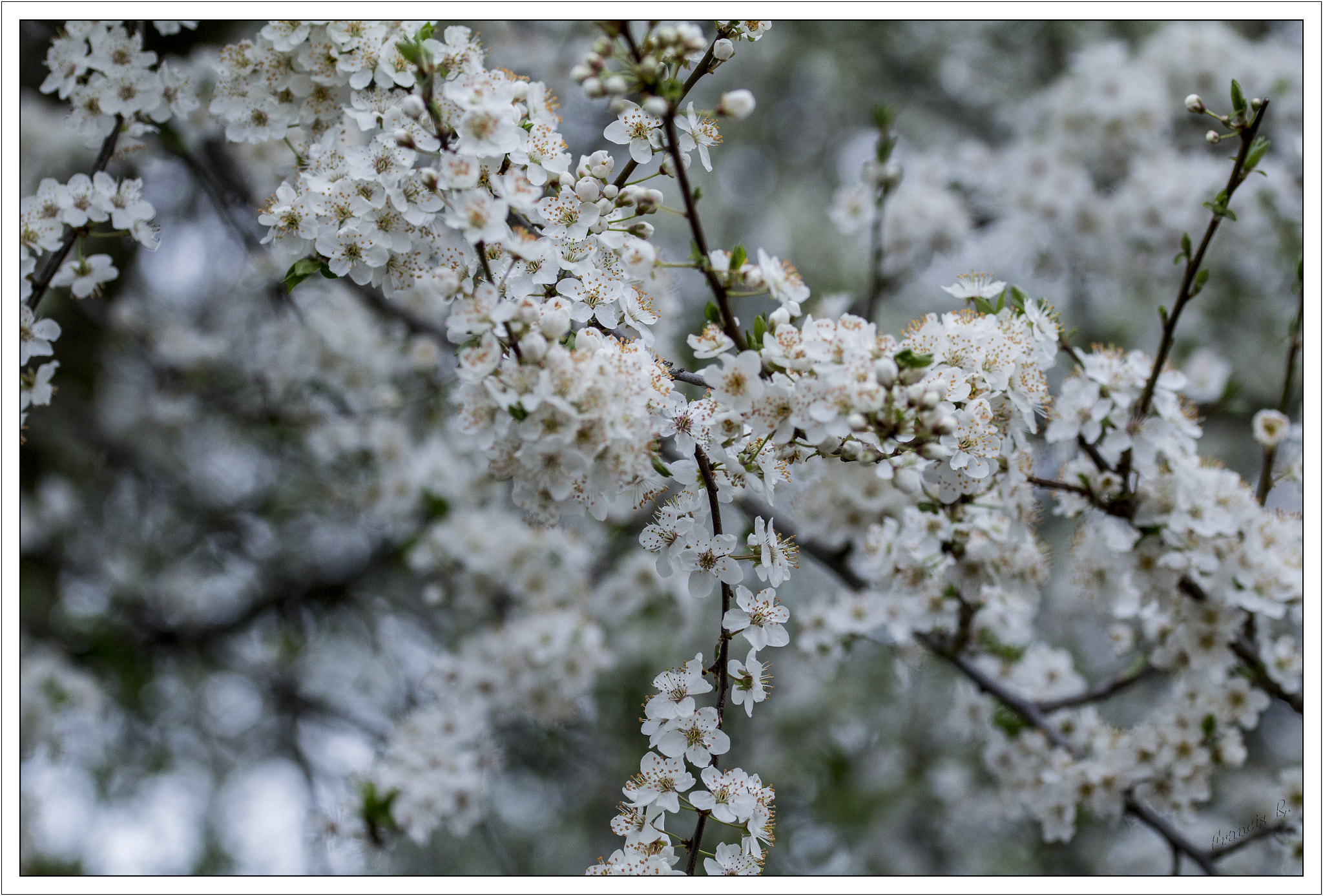 Canon EOS 600D (Rebel EOS T3i / EOS Kiss X5) + Sigma 105mm F2.8 EX DG OS HSM sample photo. Cerisier photography