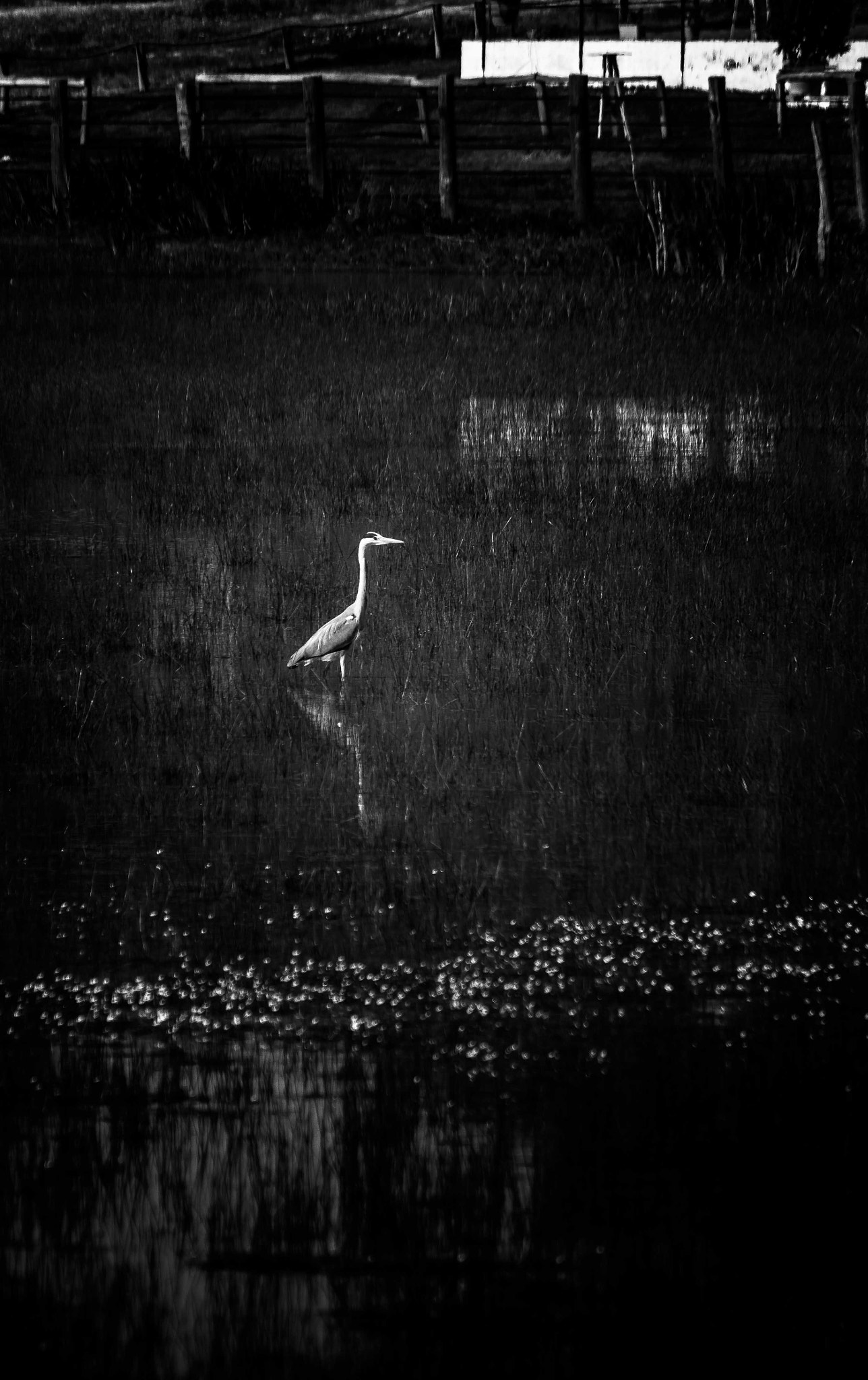 Canon EF-S 55-250mm F4-5.6 IS sample photo. Garza real photography
