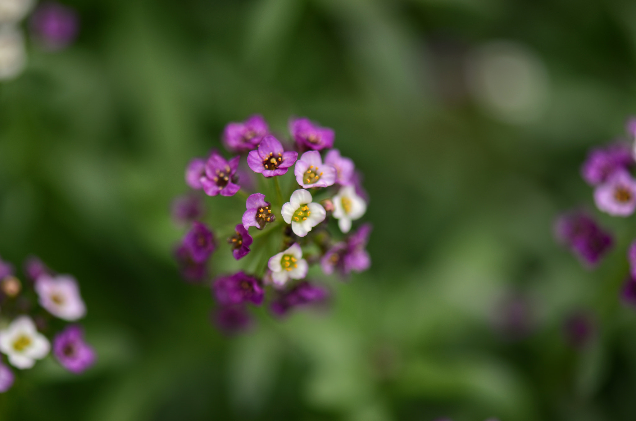 Nikon AF-S Micro-Nikkor 105mm F2.8G IF-ED VR sample photo. Tiny beauty photography
