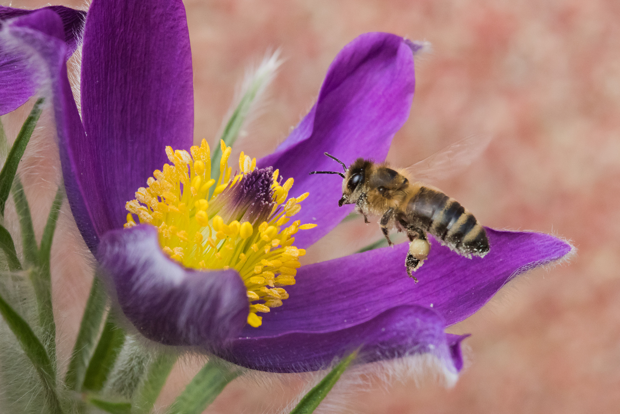 Canon EOS 80D + Canon EF 70-200mm F4L IS USM sample photo. Bee working photography
