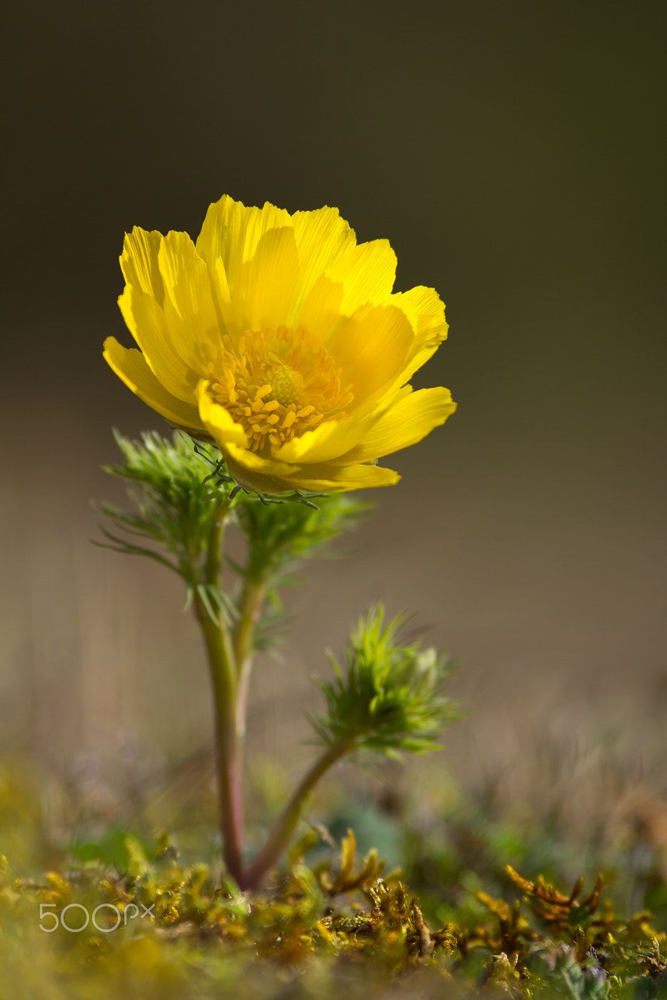 Canon EOS 60D + Canon EF 200mm F2.8L II USM sample photo. Adonisröschen │ adonis vernalis photography