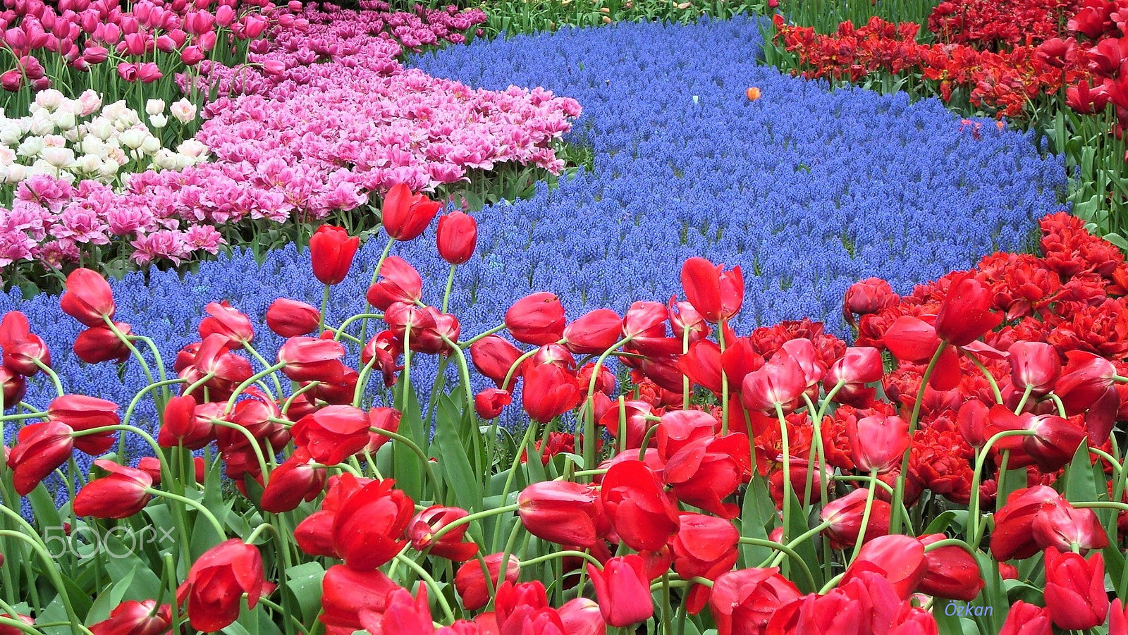 Sony DSC-W90 sample photo. A river of flowers photography