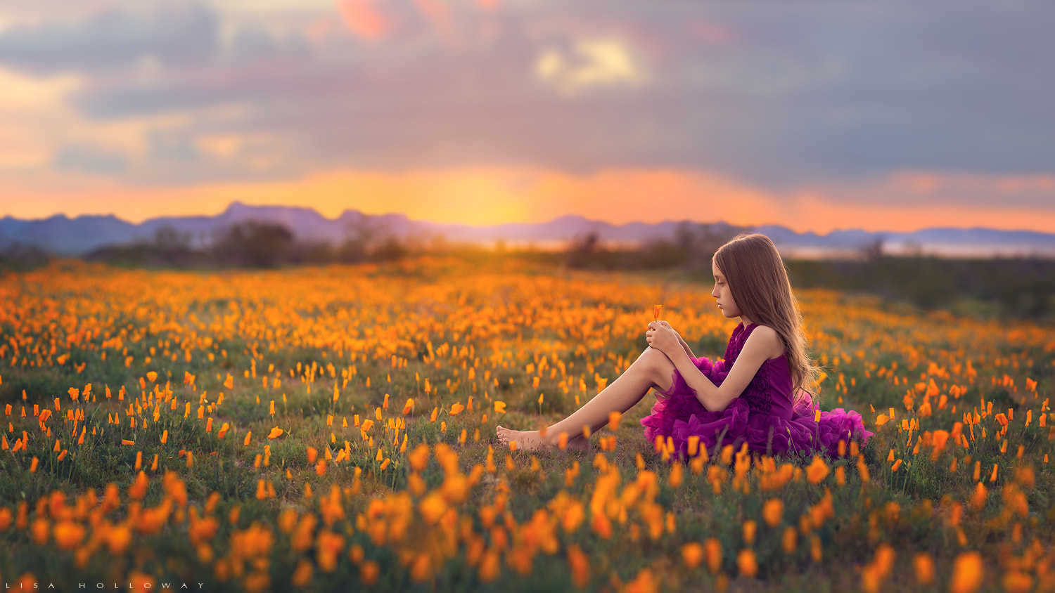 Canon EF 85mm F1.2L II USM sample photo. Sunset poppies photography