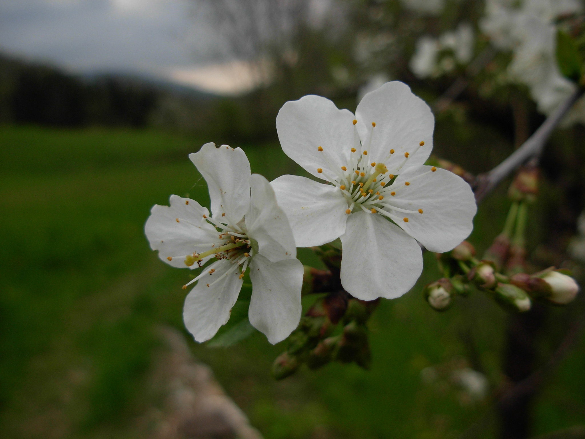 Nikon COOLPIX L5 sample photo. Spring is coming photography