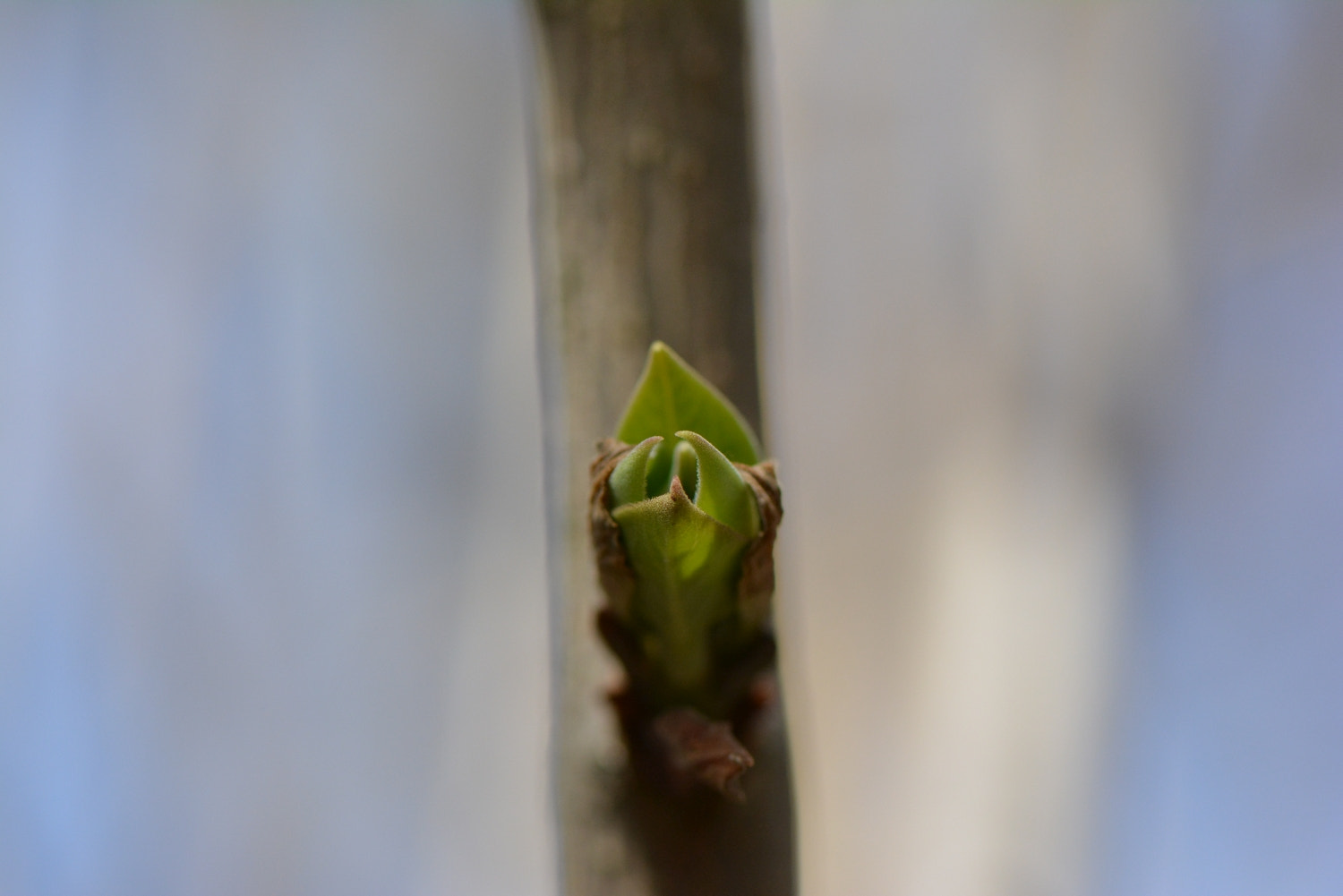 Nikon AF-S Micro-Nikkor 105mm F2.8G IF-ED VR sample photo. 170224_116.jpg photography